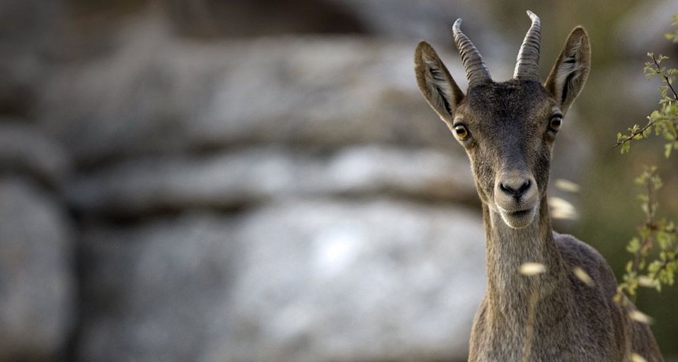 A young ibex in El Torcal Nature Reserve near Antequera, Andalucia, Spain