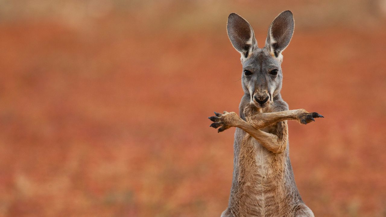 A red kangaroo in the Sturt Stony Desert, Australia