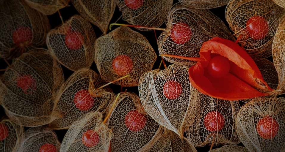 Chinese lantern seeds