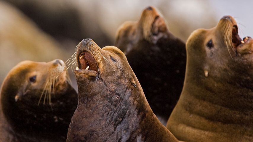 A group of California Sea Lion (Zalophus californianus) raising their heads and barking Barkley Sound, Vancouver Island 