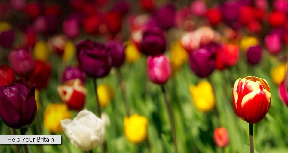 Flowers photographed at Gardening Leave, Auchincruive, Ayrshire, Scotland, as part of Bing Help Your Britain ©