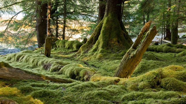 Gwaii Haanas National Park Reserve, Haida Gwaii, B.C. 