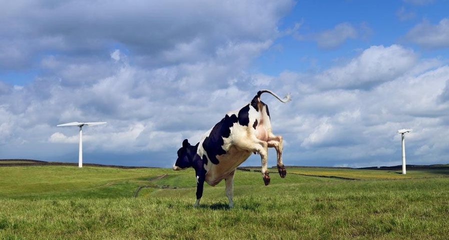 Cow jumping in field