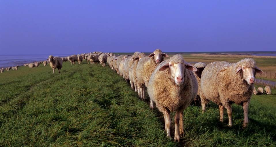 Schafherde spaziert über einen Deich in Friesland – Michael Dietrich/imagebroker.net/Photolibrary ©