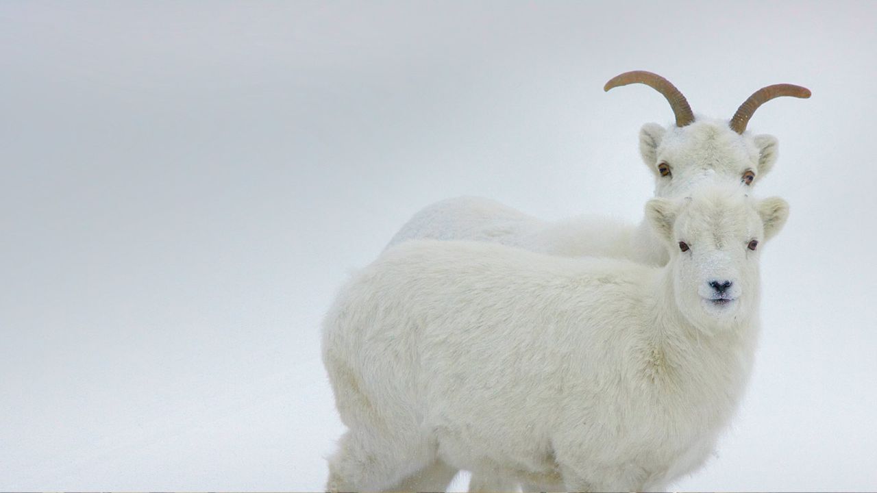 Dall sheep, Yukon, Canada