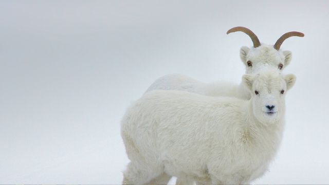 Dall sheep, Yukon, Canada