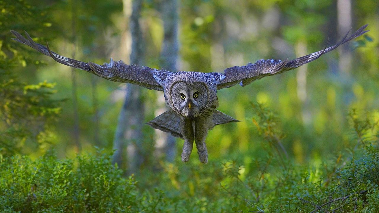 Great grey owl