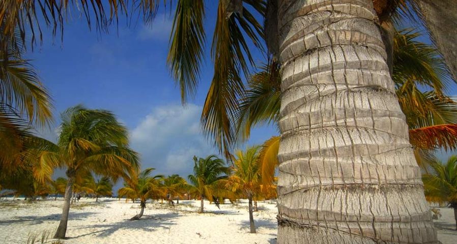 古巴南长岛的沙滩