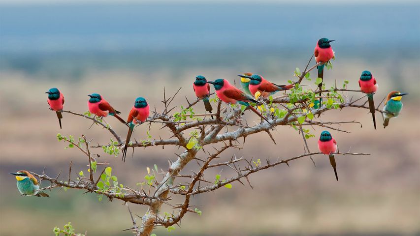 姆科马齐国家公园的北部胭脂红食蜂鸟和欧洲食蜂鸟，坦桑尼亚