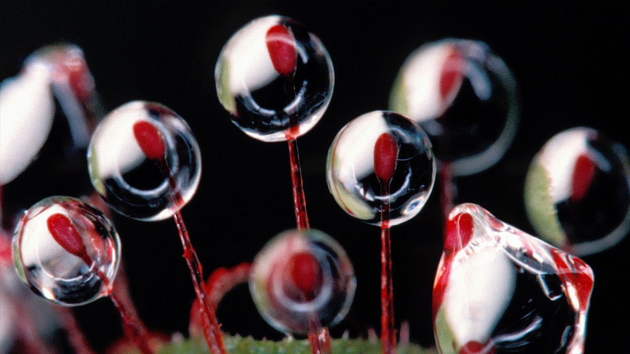 Rosy Sundew trichomes (Drosera hamiltonii), Australia