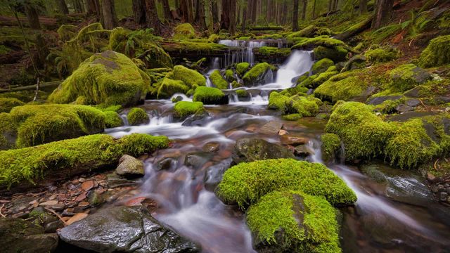Sol Duc Valley region of Olympic National Park, Washington 