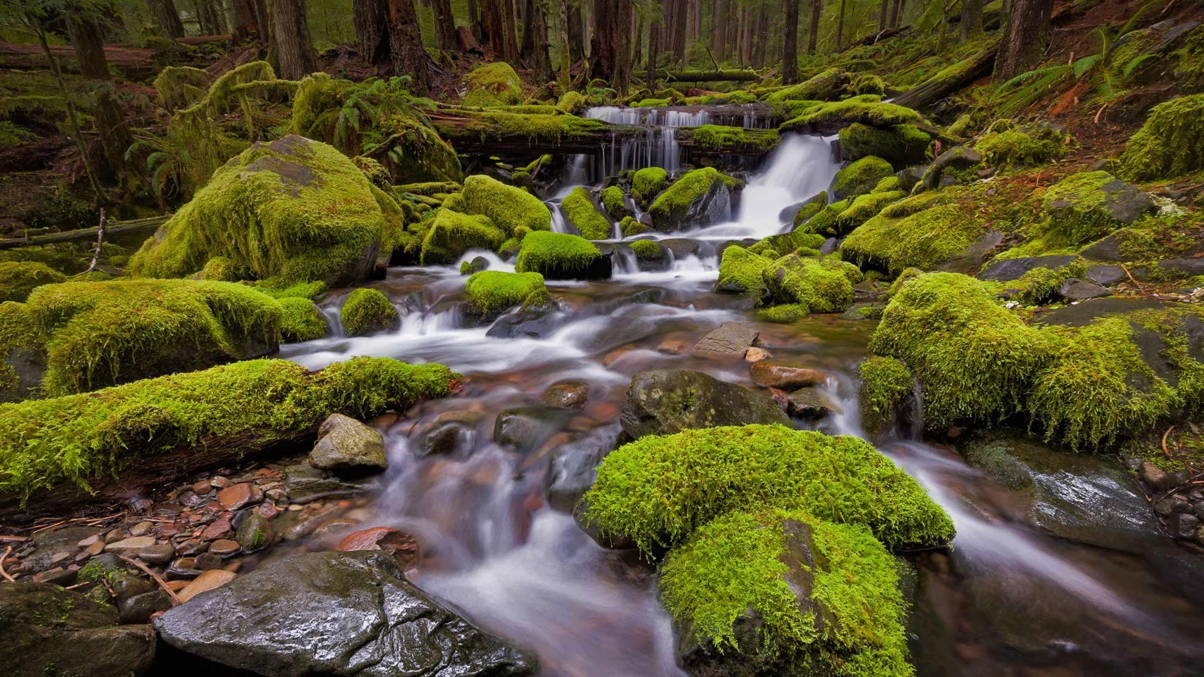 Sol Duc Valley region of Olympic National Park, Washington - Bing Gallery