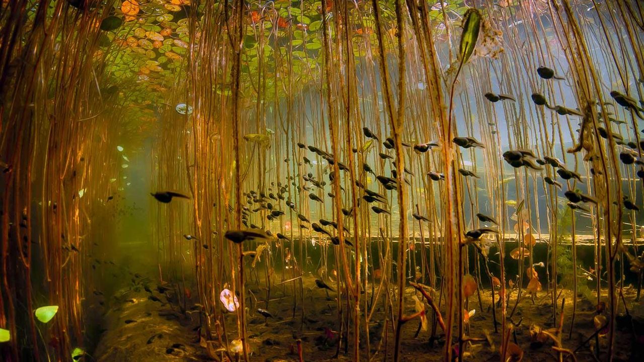 Tadpoles in Cedar Lake, near Campbell River on Vancouver Island, British Columbia