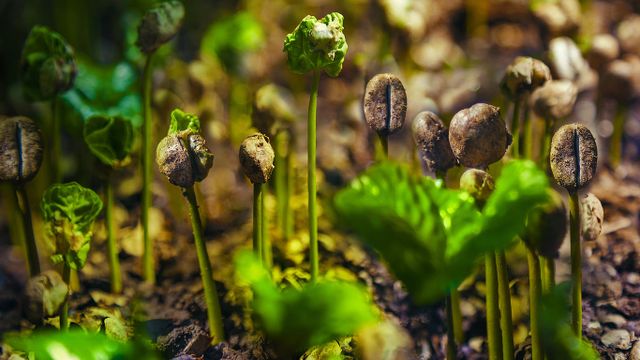 Coffee sprouts in Costa Rica