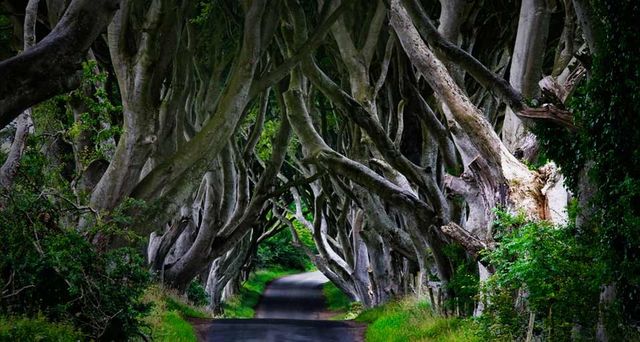 Kleine Straße führt durch einen Wald in den Antrim Mountains, Nordirland – SIME / eStock Photo ©