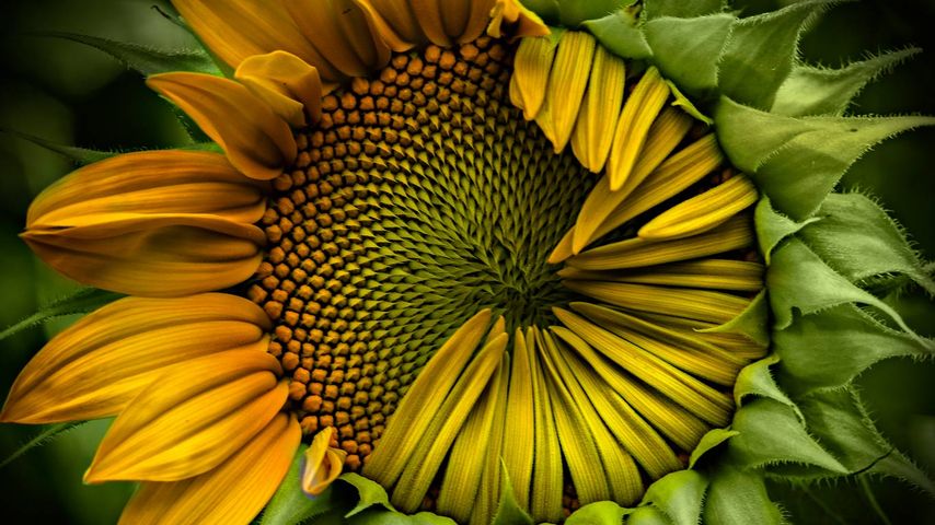 Immature sunflower