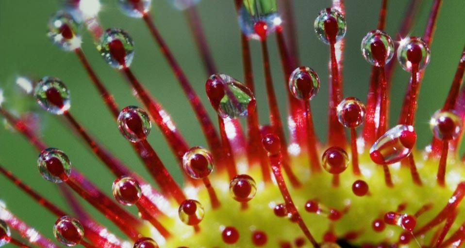 Poils de droséra à feuilles rondes (Drosera Rotundifolia) en Bavière, Allemagne