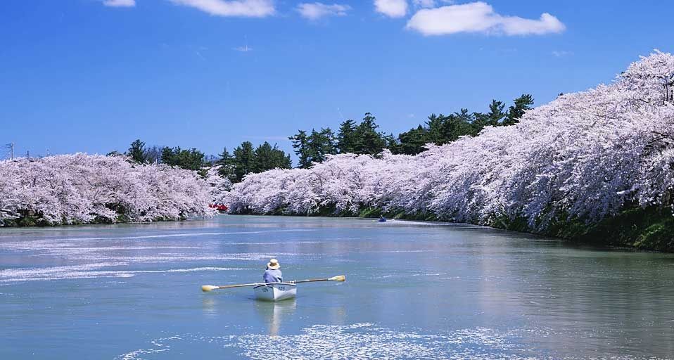 ｢弘前公園の桜｣青森, 弘前