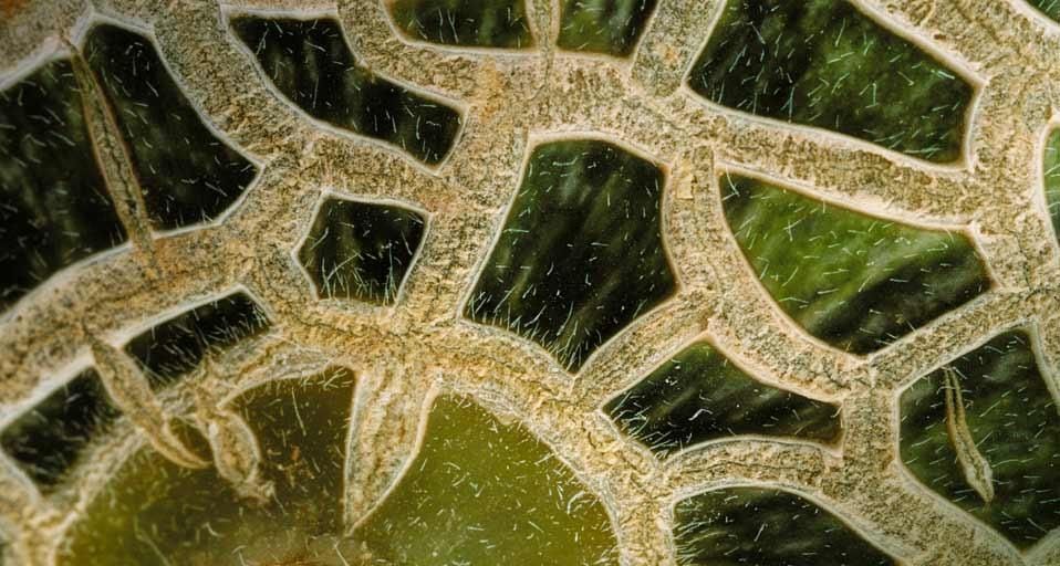 Close-up of a melon