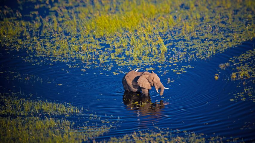 Elefante che cammina nel fiume Okavango, Botswana