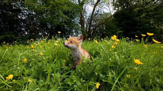 Renardeau dans une prairie fleurie en Normandie