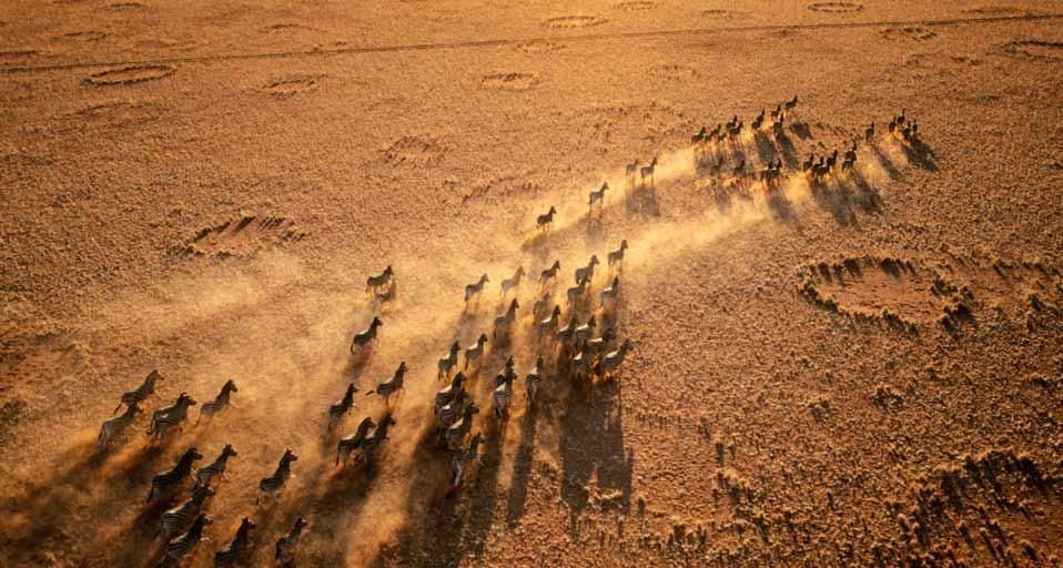 Zebra herd in NamibRand Nature Reserve, Namibia