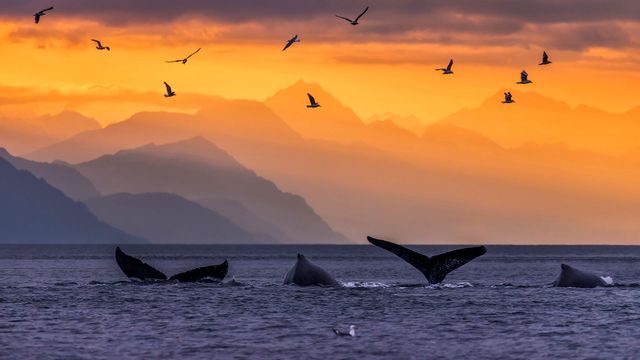 Baleines à bosse, Canal Lynn, Alaska