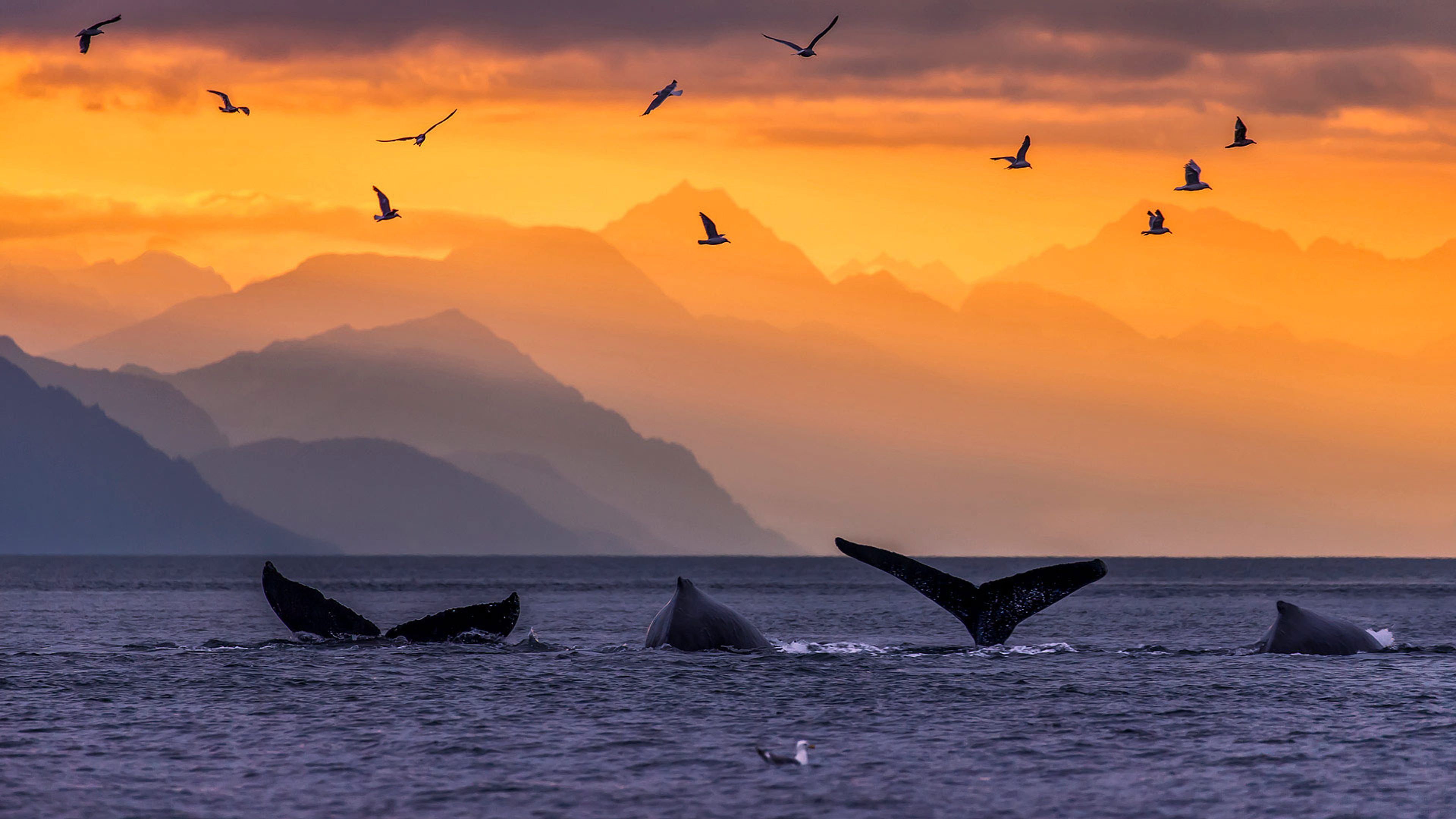 Humpback Whale Pod In Lynn Canal In The Inside Passage Of Alaska Humpback Whale Pod In Lynn Canal In The Inside Passage Of Alaska