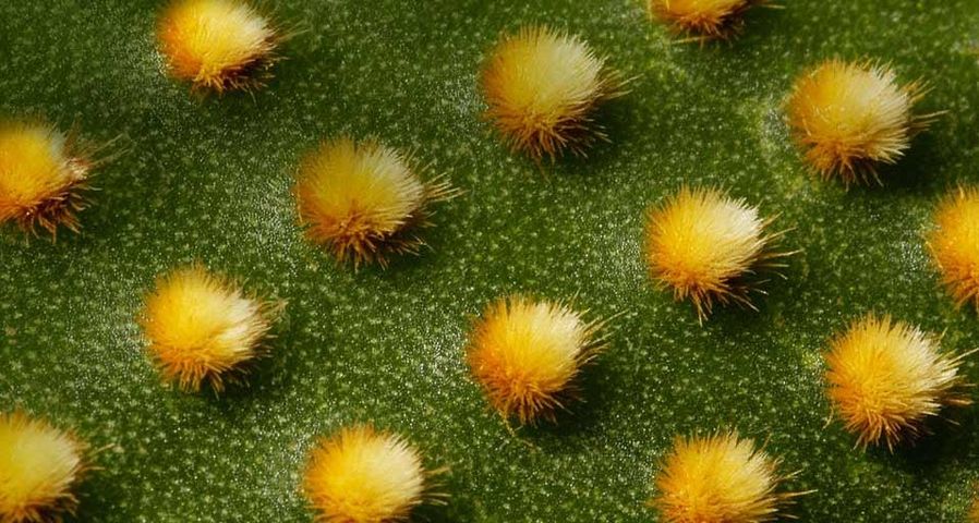 Opuntia, prickly pear cactus