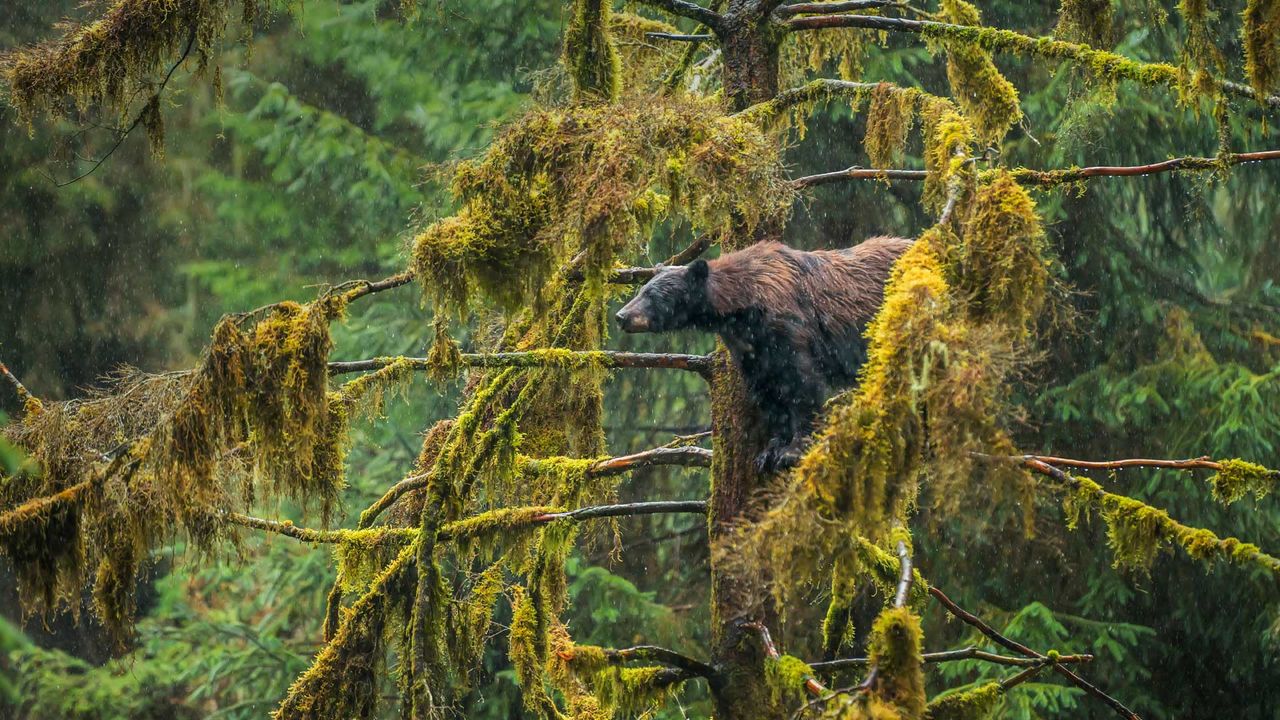An adult black bear in the Tongass National Forest of Alaska 