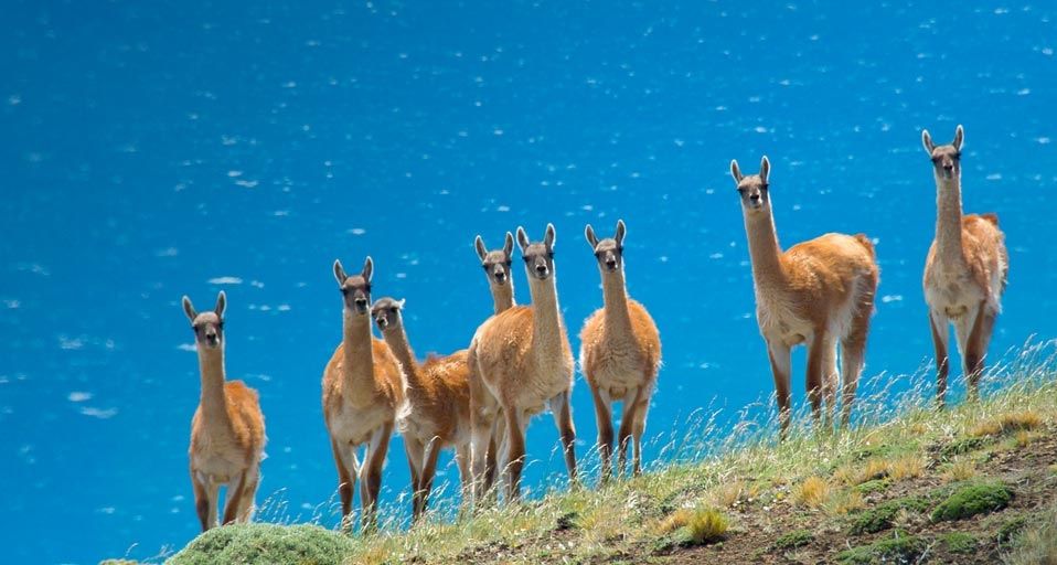 A herd of guanacos in southern Patagonia, Torres del Paine National Park, Chile