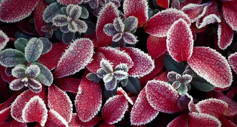 Frosted bearberry (uva-ursi) bush on the tundra in the Yukon, Canada
