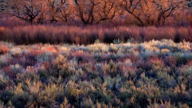 Foliage, including cottonwoods, willows, sage, and rabbitbrush, in California's Owens Valley