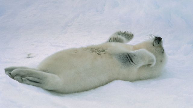 Harp seal pup at the Gulf of St. Lawrence, Canada