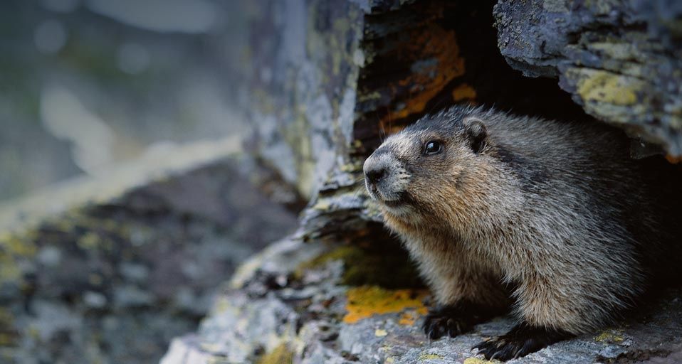 Groundhog – Greg Scott/Masterfile ©