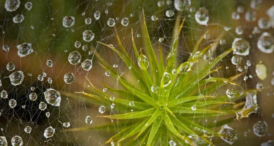 A grass spider’s web with raindrops