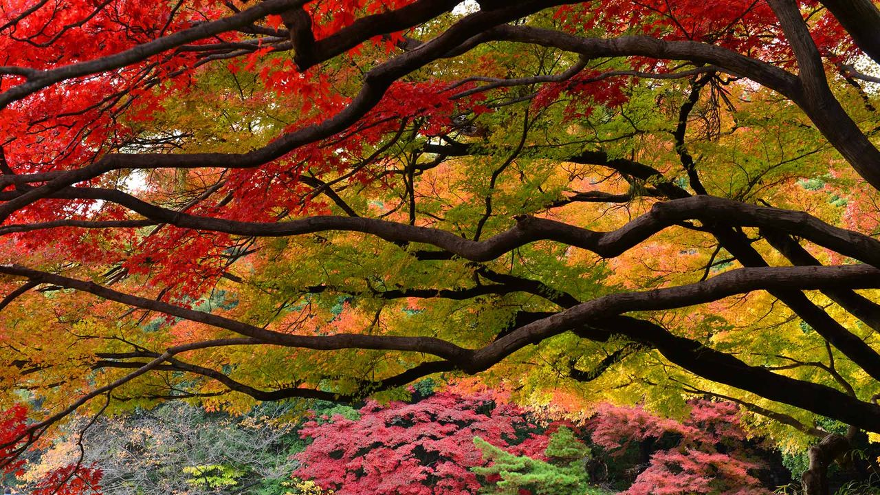 ｢新宿御苑の紅葉｣東京,  新宿 