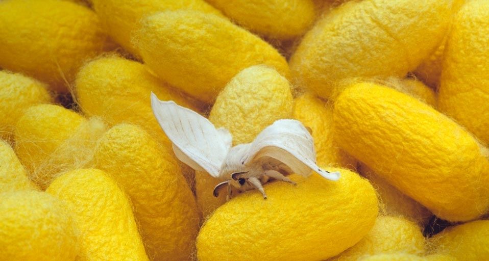 Yellow Silk Moth and cocoons  in Thailand