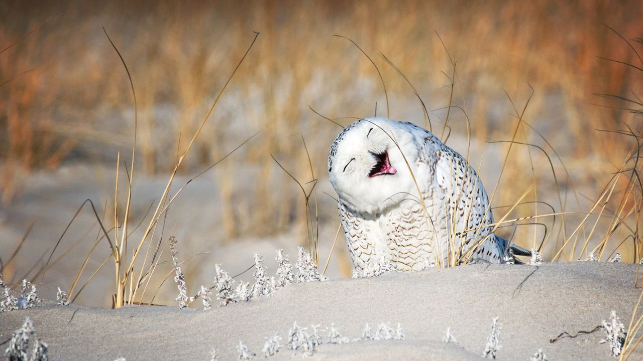 'Who' you laughing at?