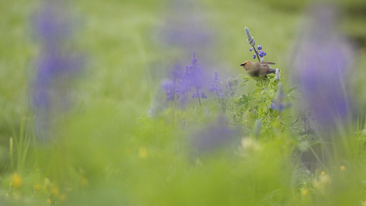 Adult Cedar Waxwing (Bombycilla cedrorum) perched on a flowering Nootka Lupin (Lupinus nootkatensis), Great Bear Rainforest, B.C.