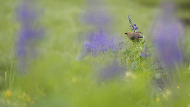 Adult Cedar Waxwing (Bombycilla cedrorum) perched on a flowering Nootka Lupin (Lupinus nootkatensis), Great Bear Rainforest, B.C.