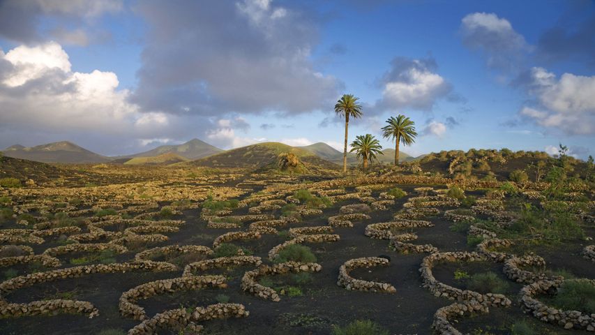 Viñedos volcánicos de La Geria vides verde esmeralda prosperan en campos de lava negra, Islas Canarias, Lanzarote, Yaiza, España