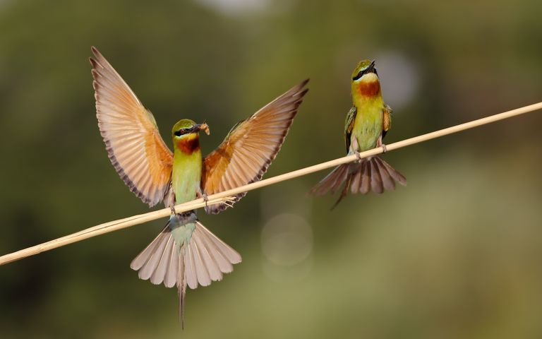 Birds of Many Feathers Windows 10 Theme