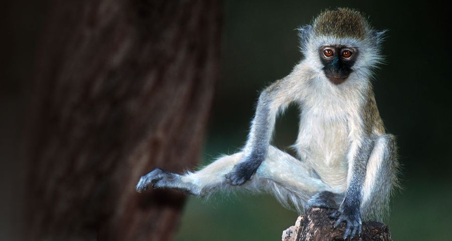 Vervet monkey in Kenya