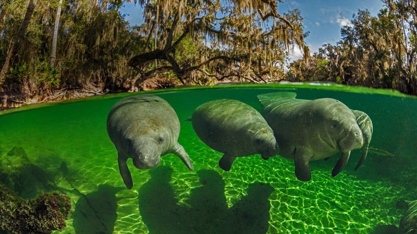 Manatees in Blue Spring State Park, Florida