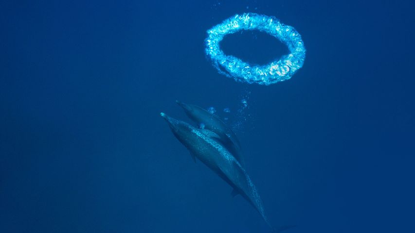 小巴哈马浅滩中的大西洋花斑原海豚和气泡环，巴哈马 