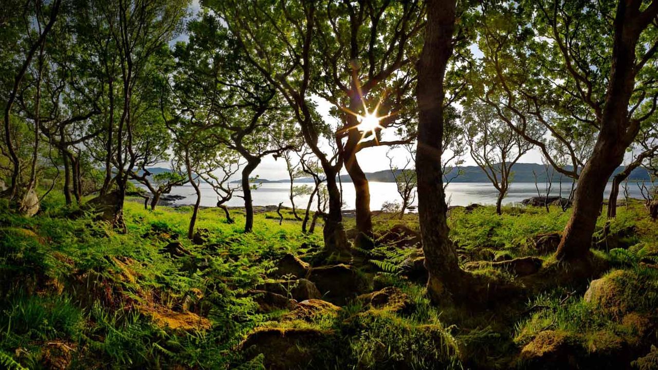 Dwarf forest of Oaks, Loch na Keal, Isle of Mull ©