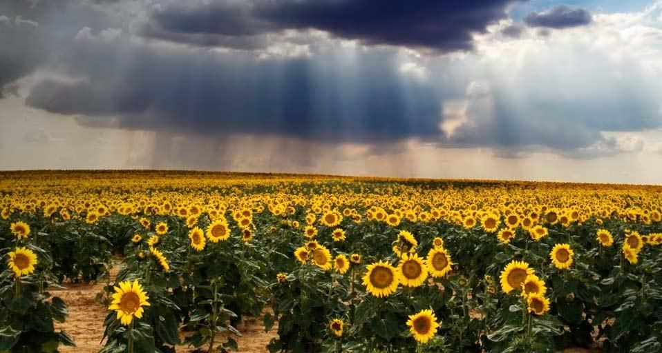 Field of sunflowers in Castile and León, Spain