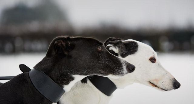 Dogs from the Retired Greyhound Trust in Norfolk, England, photographed as part of Bing Help Your Britain