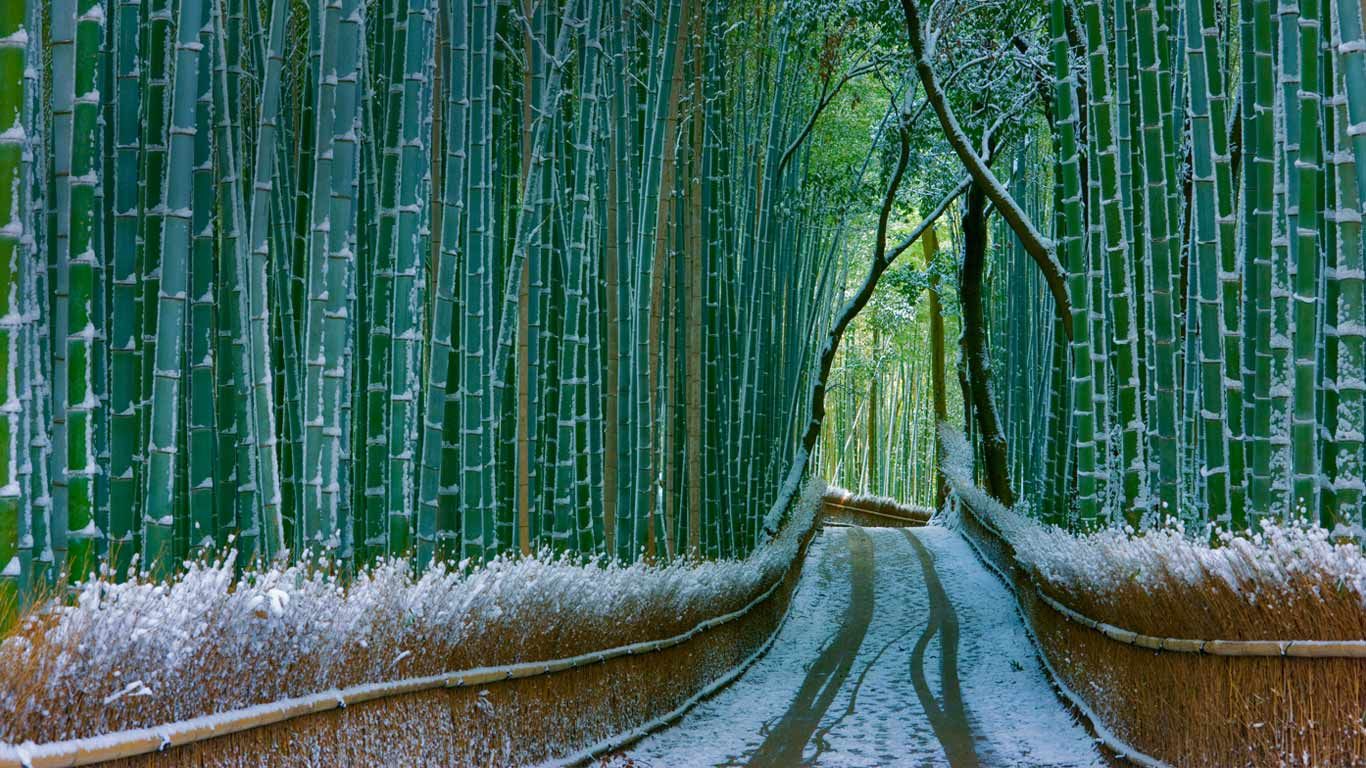 Sagano Bamboo Forest, Arashiyama, Kyoto, Japan | Peapix